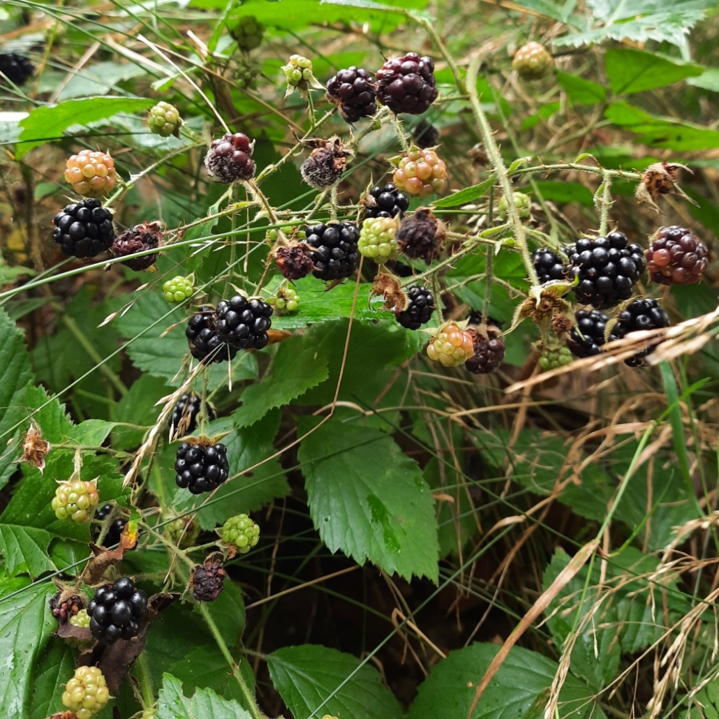 Bärenhunger auf Beerenmarmelade - Erlebnistouren in Nordhessen