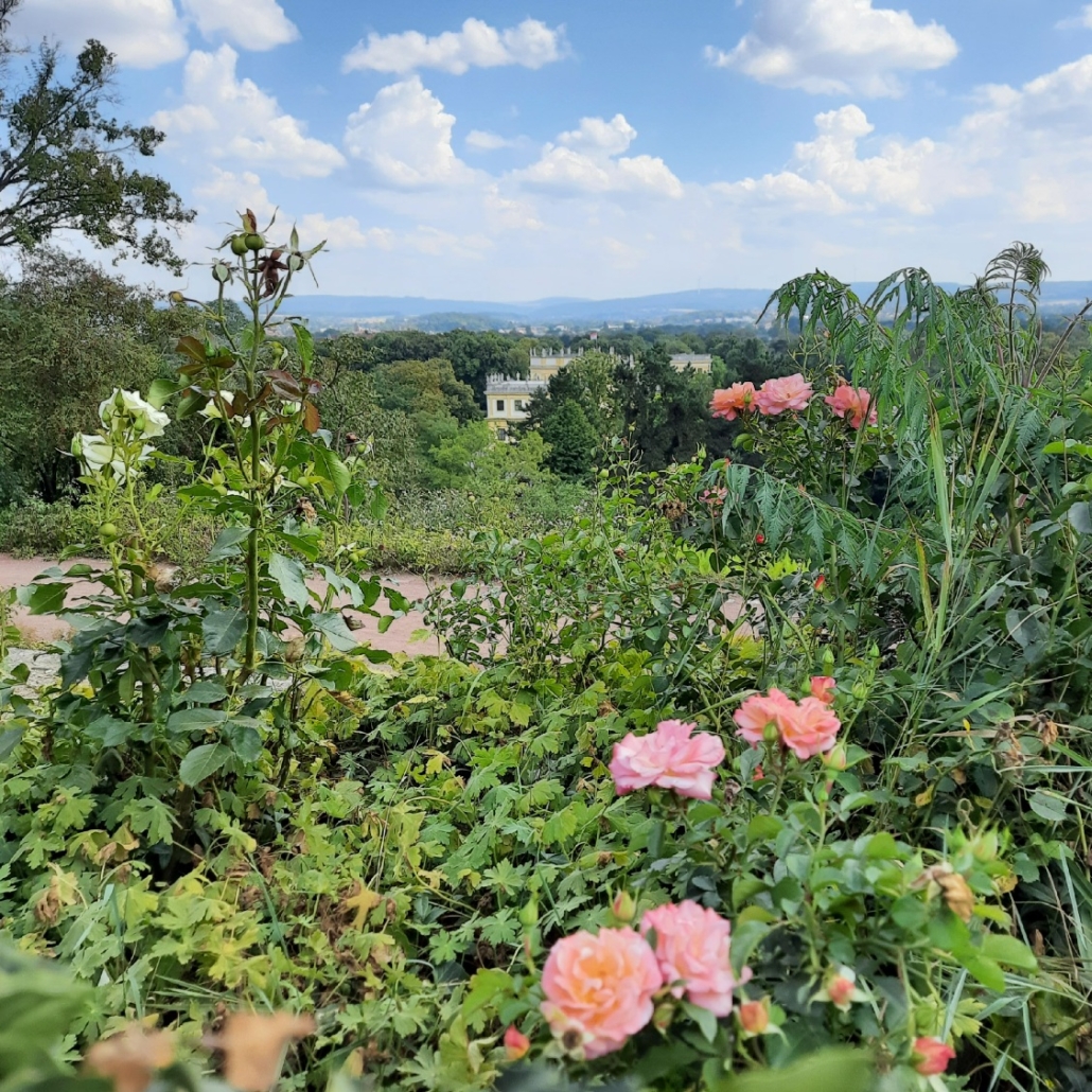 Rosenhang in der Karlsaue