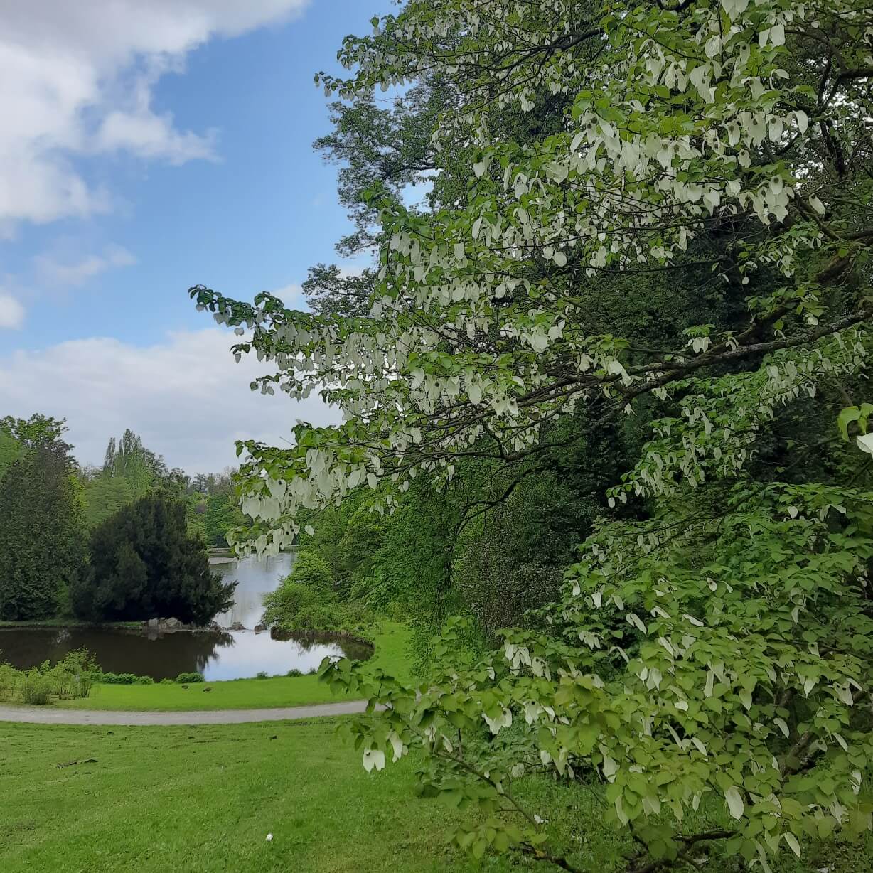 Taschentuchbaum mit Blick auf Lac
