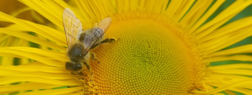 Biene auf Alantblüte