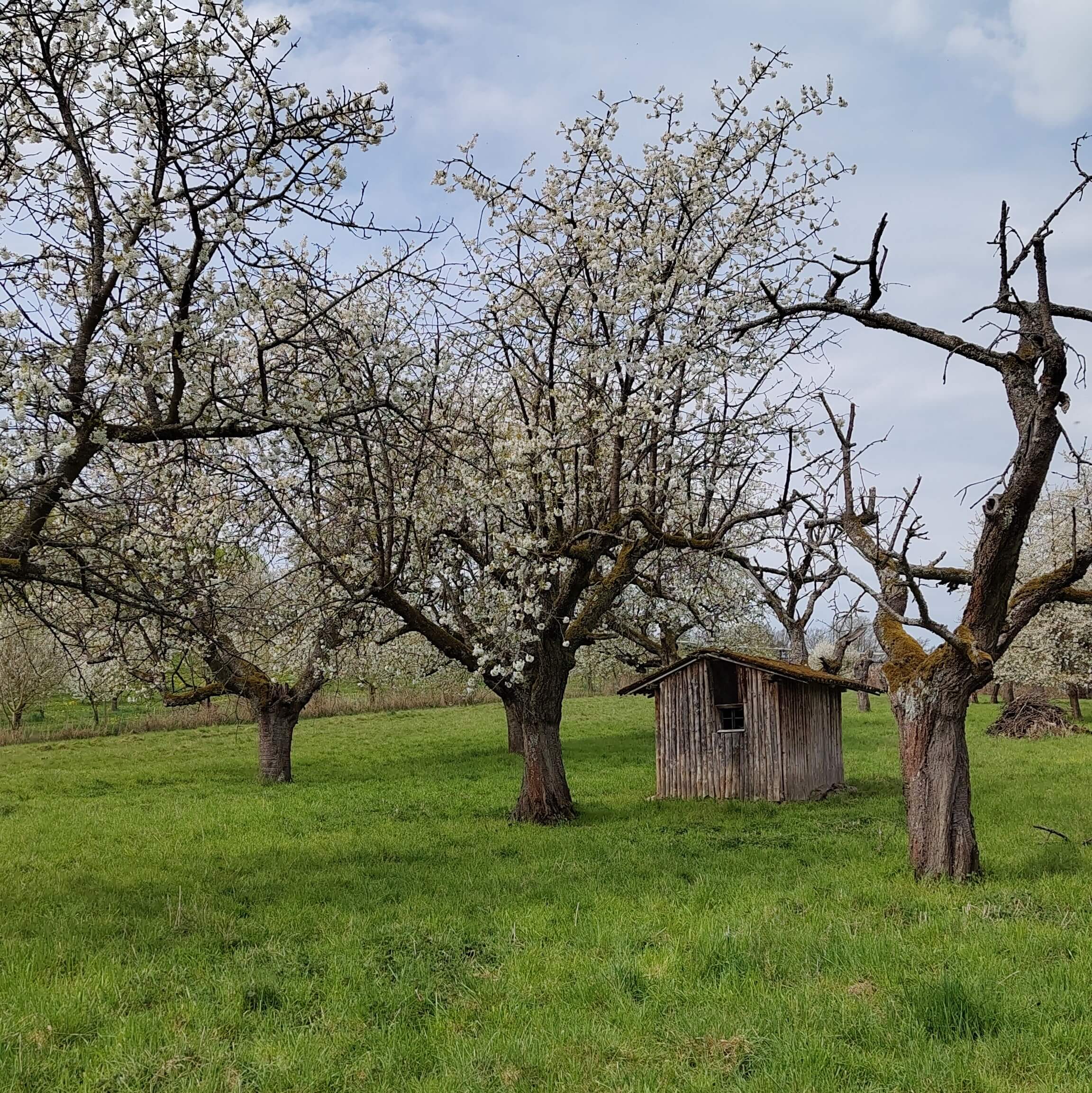 Kleine Holzhütte unter alten blühenden Kirschbäumen auf einer Wiese.