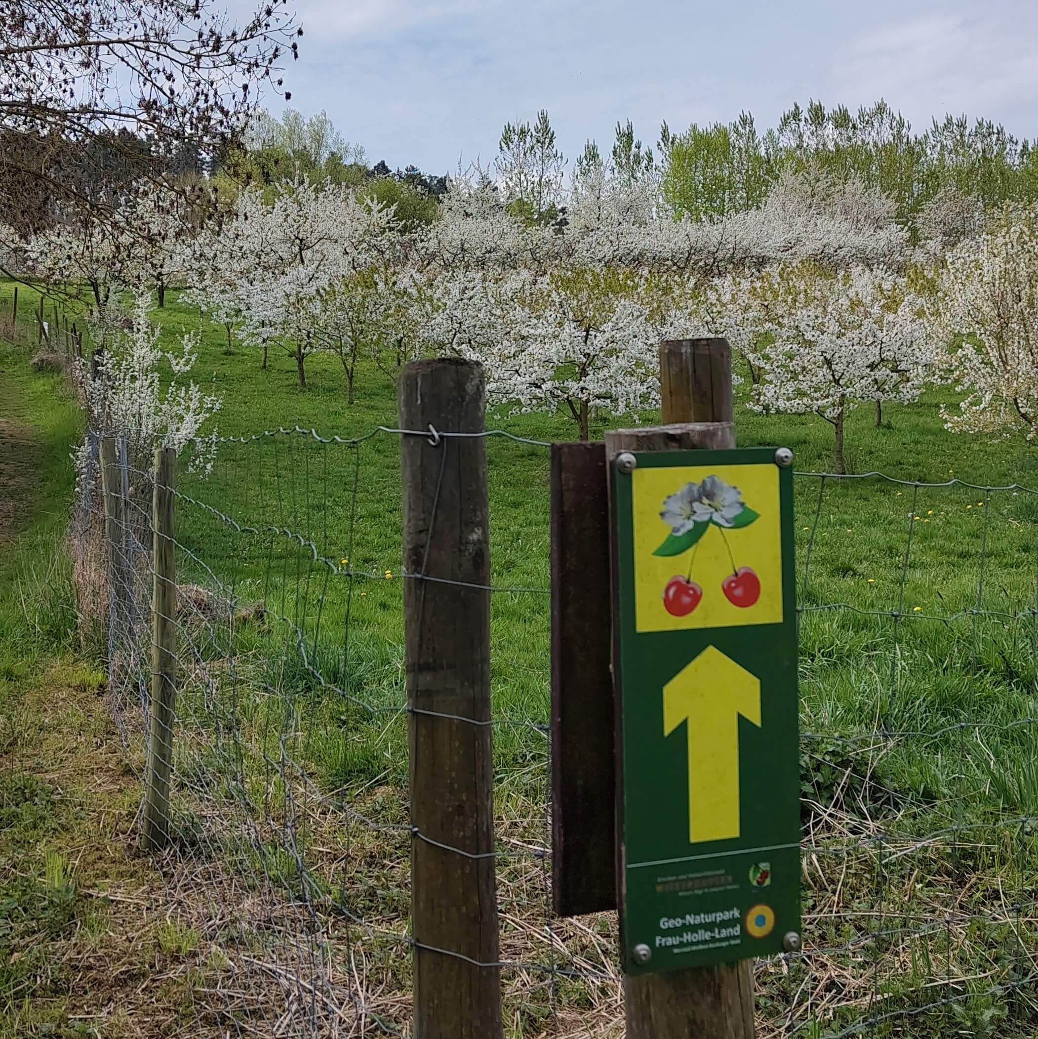 Wegmarkierung des Kirschwanderwegs 1 an einem Zaun um eine Kirschplantage.