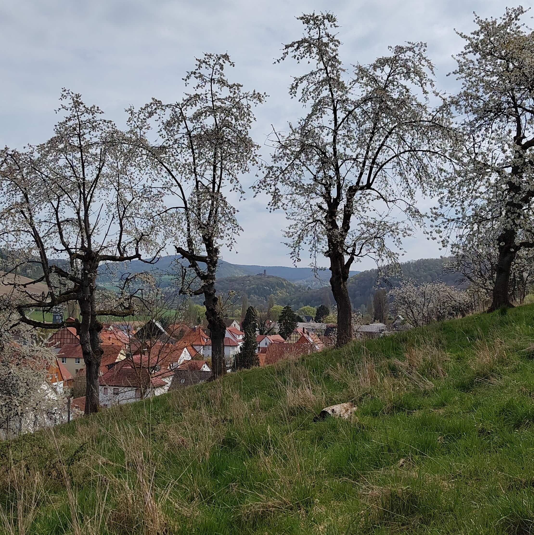Aussicht zwischen blühenden Kirschbäumen auf Wendershausen und die Burg Hanstein.