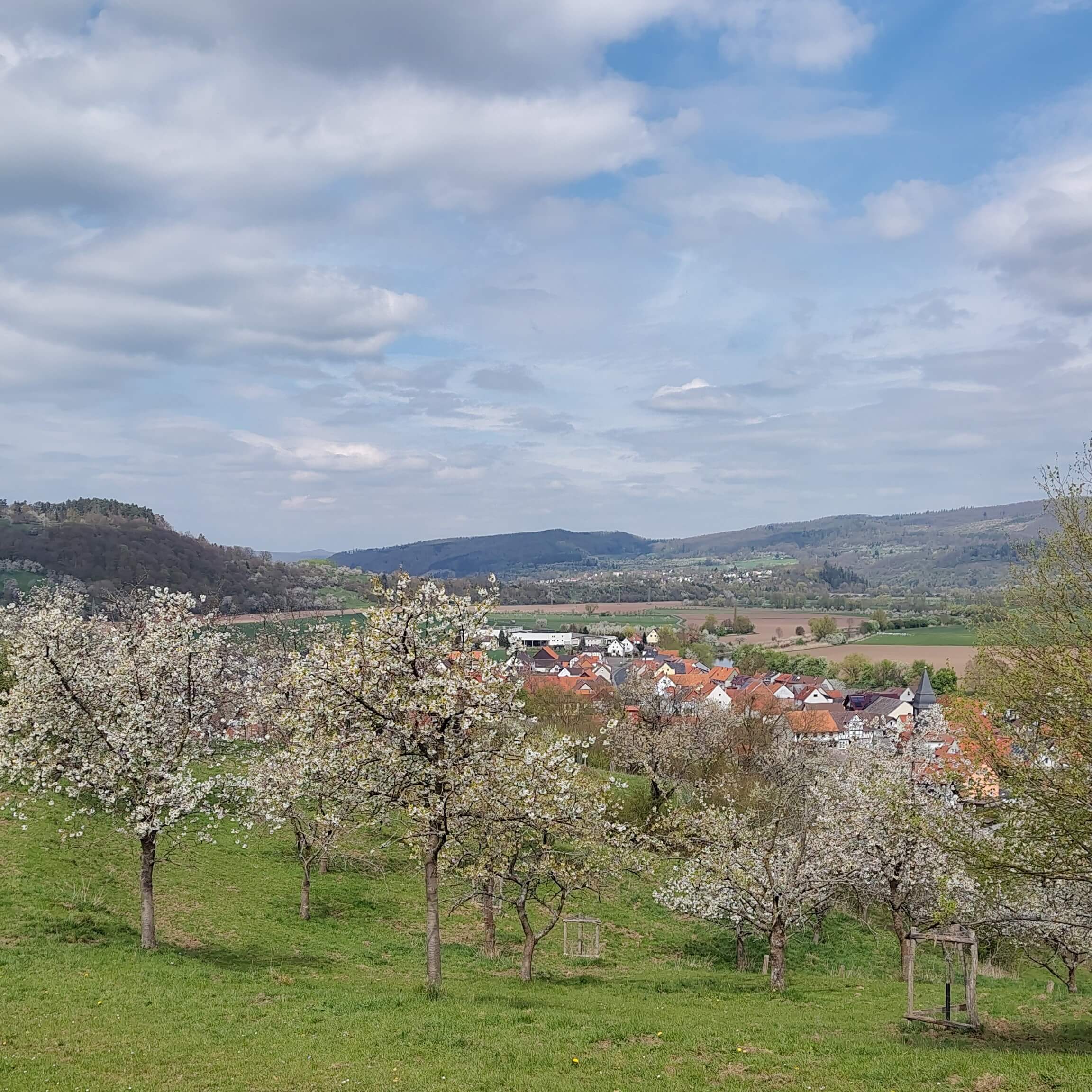 Aussicht über blühende Kirschbäume hinweg auf das Werratal.