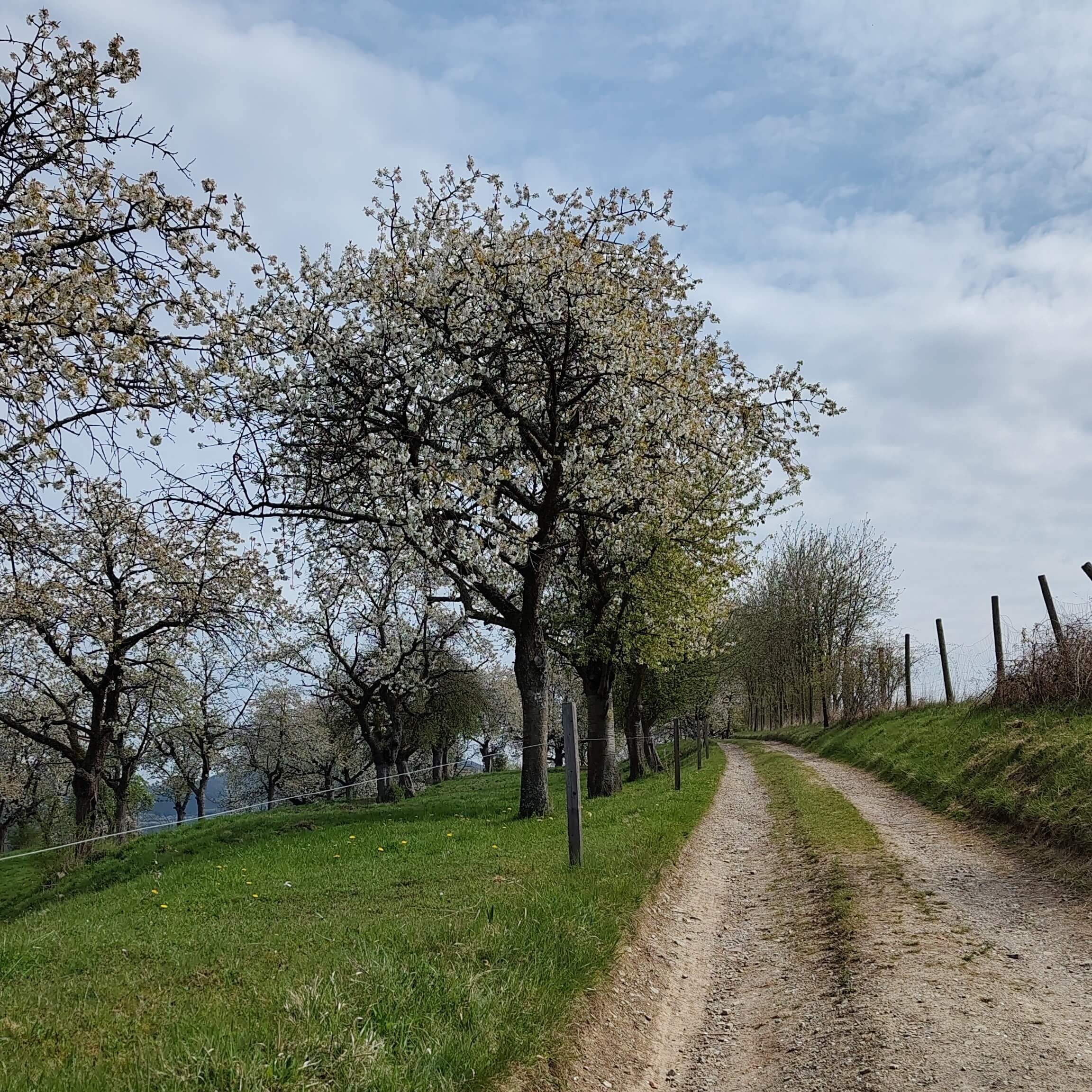Blühende Kirschbäume an einem Feldweg.