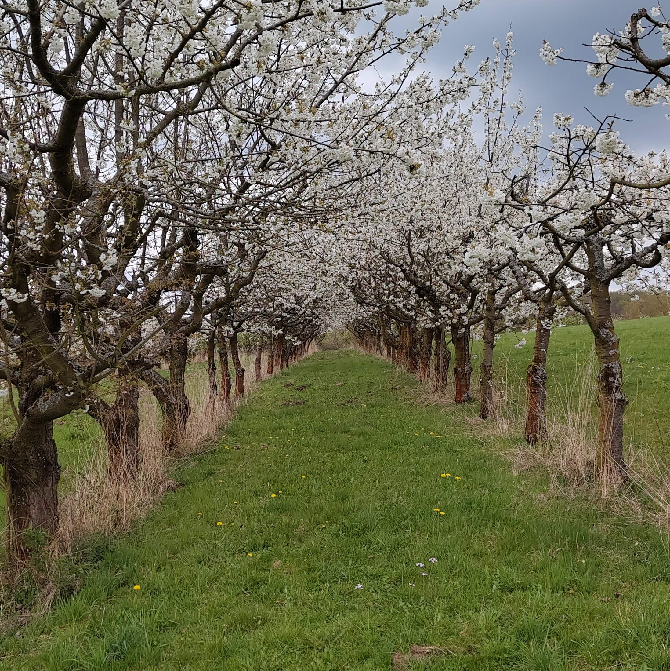 Blick zwischen zwei Reihen blühender Kirschbäume hindurch.