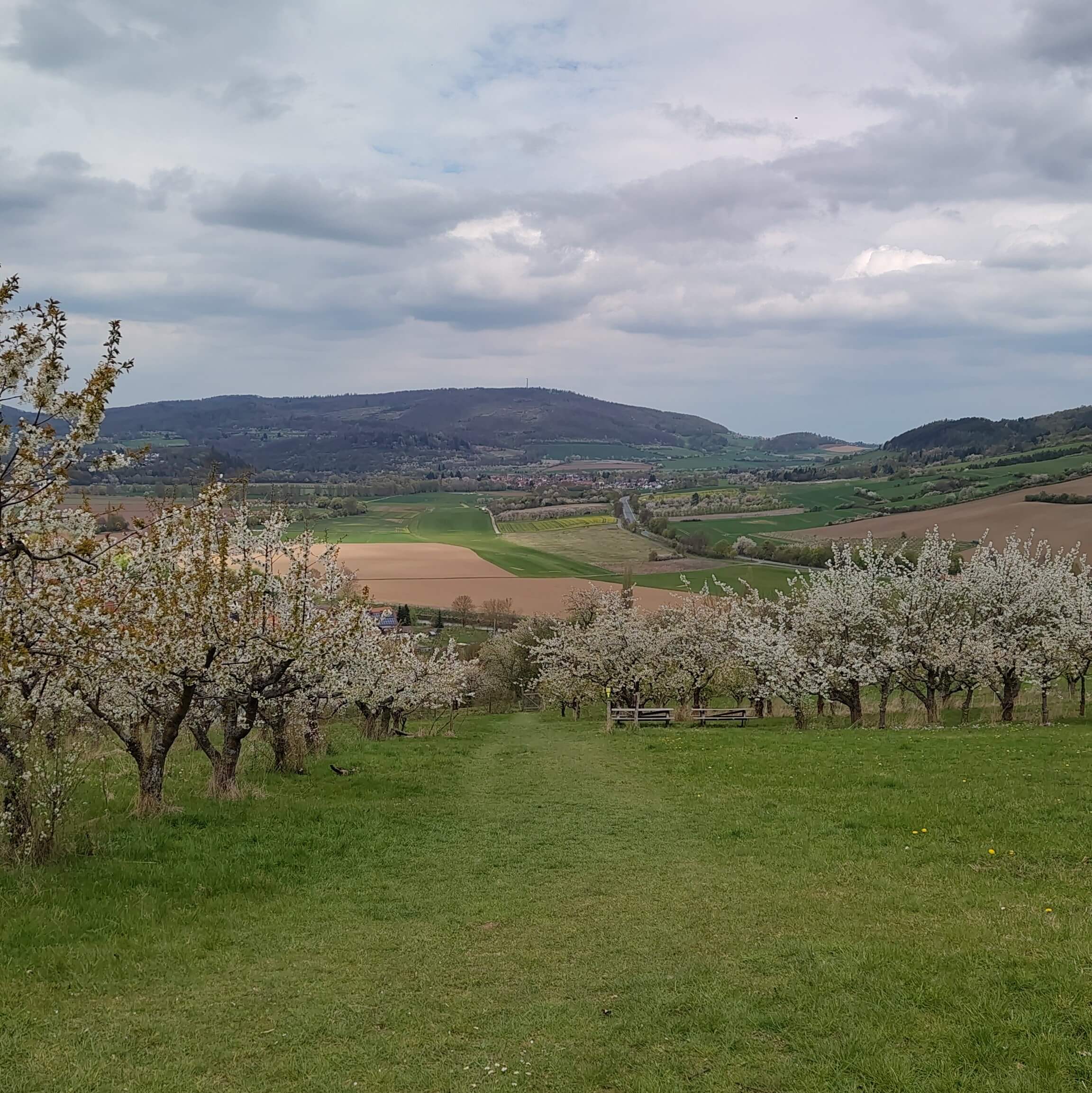 Aussicht über die Wiese und die Kirschbäume hinweg auf das Werratal.