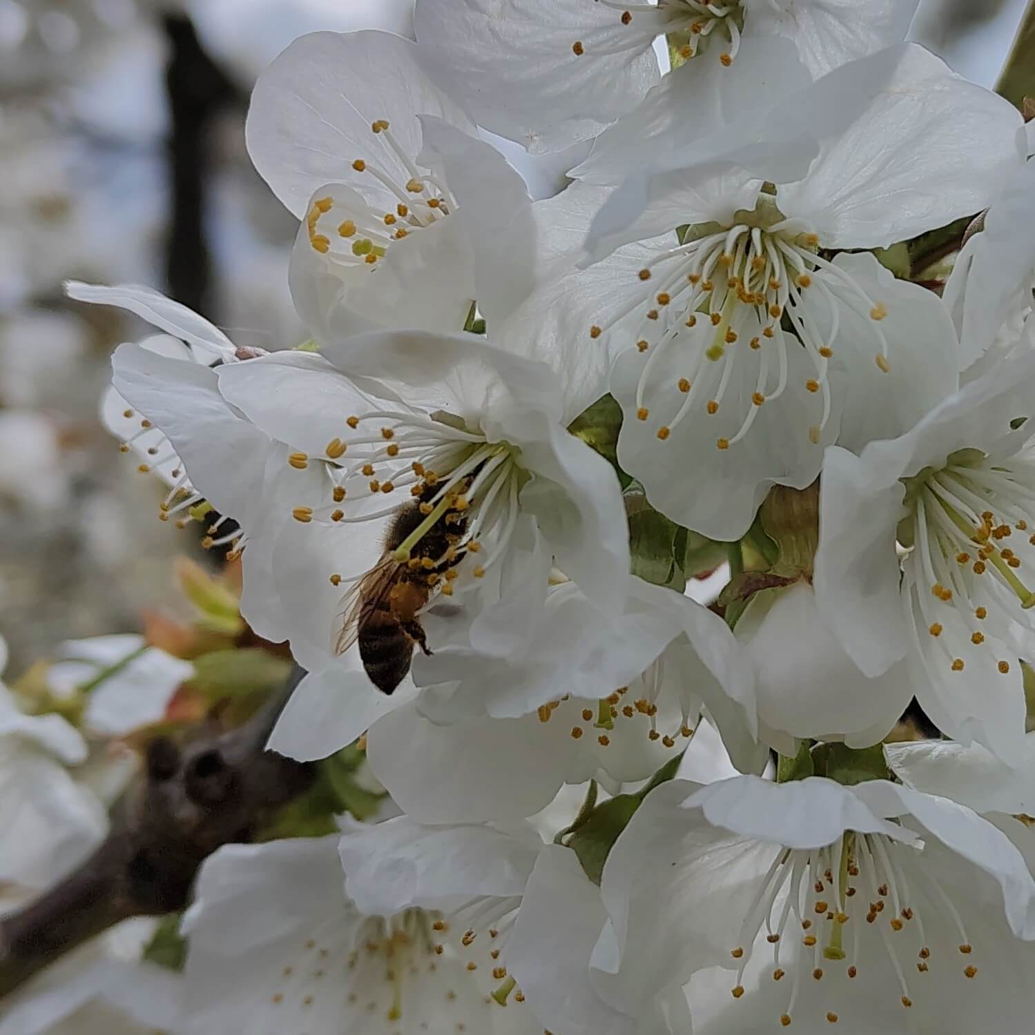 Kirschblüten mit Biene