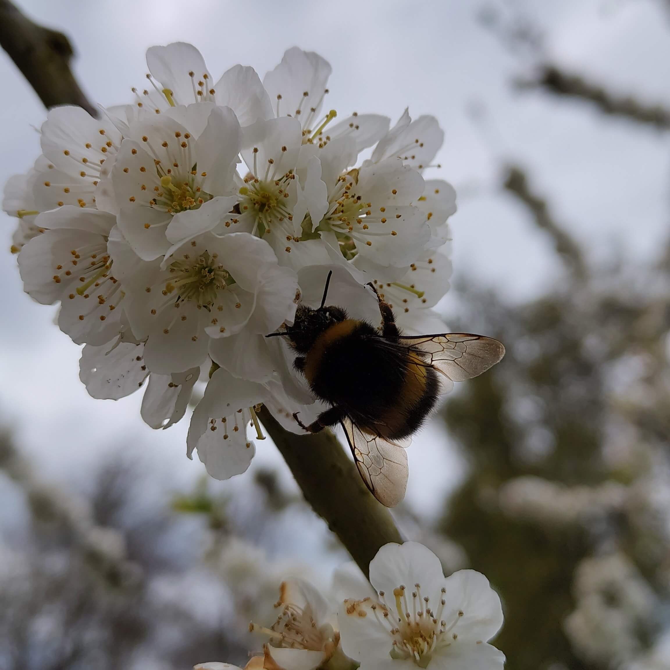 Kirschblüten mit Hummel