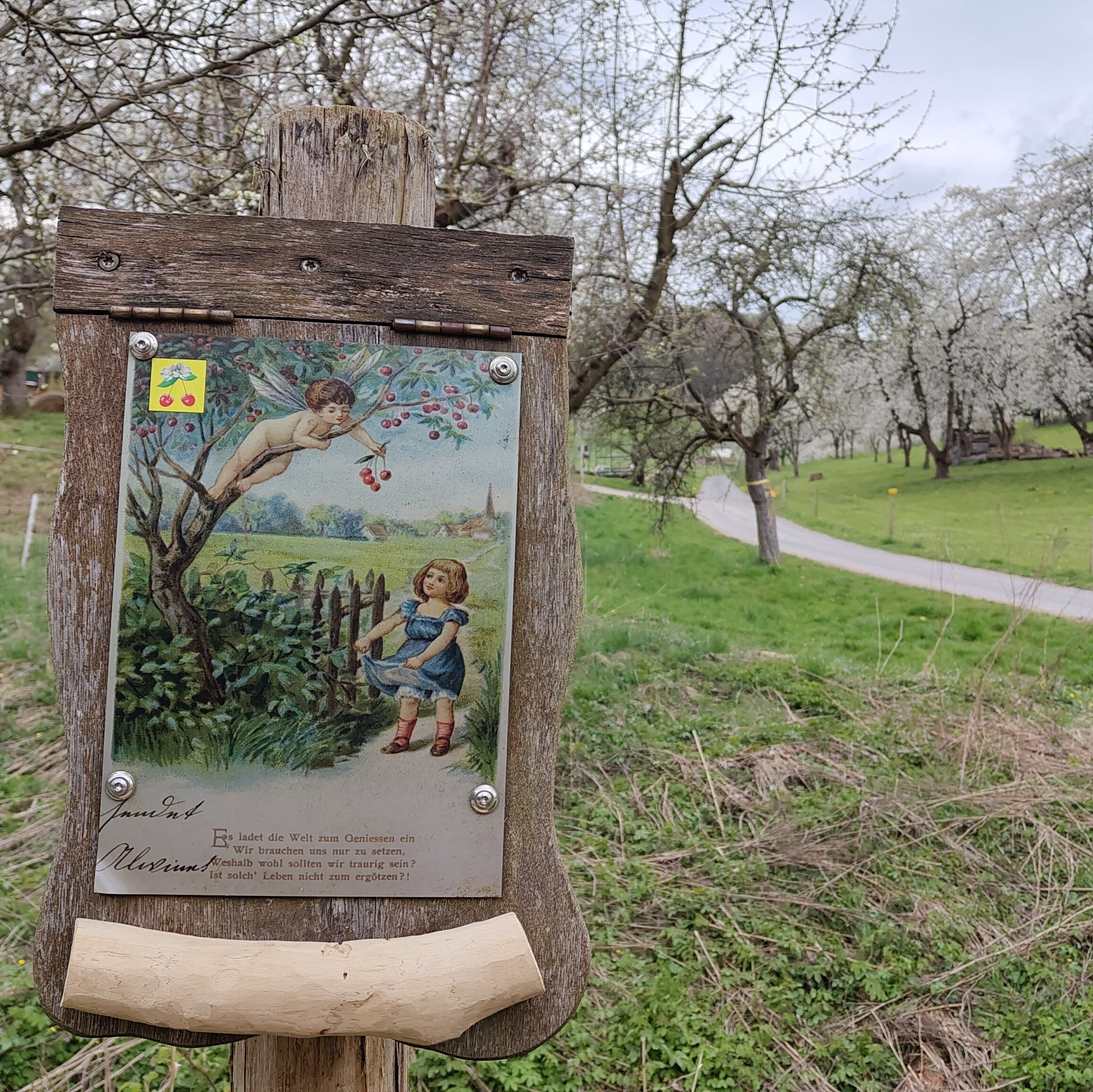Infotafel zum Kirschanbau in Witzenhausen.