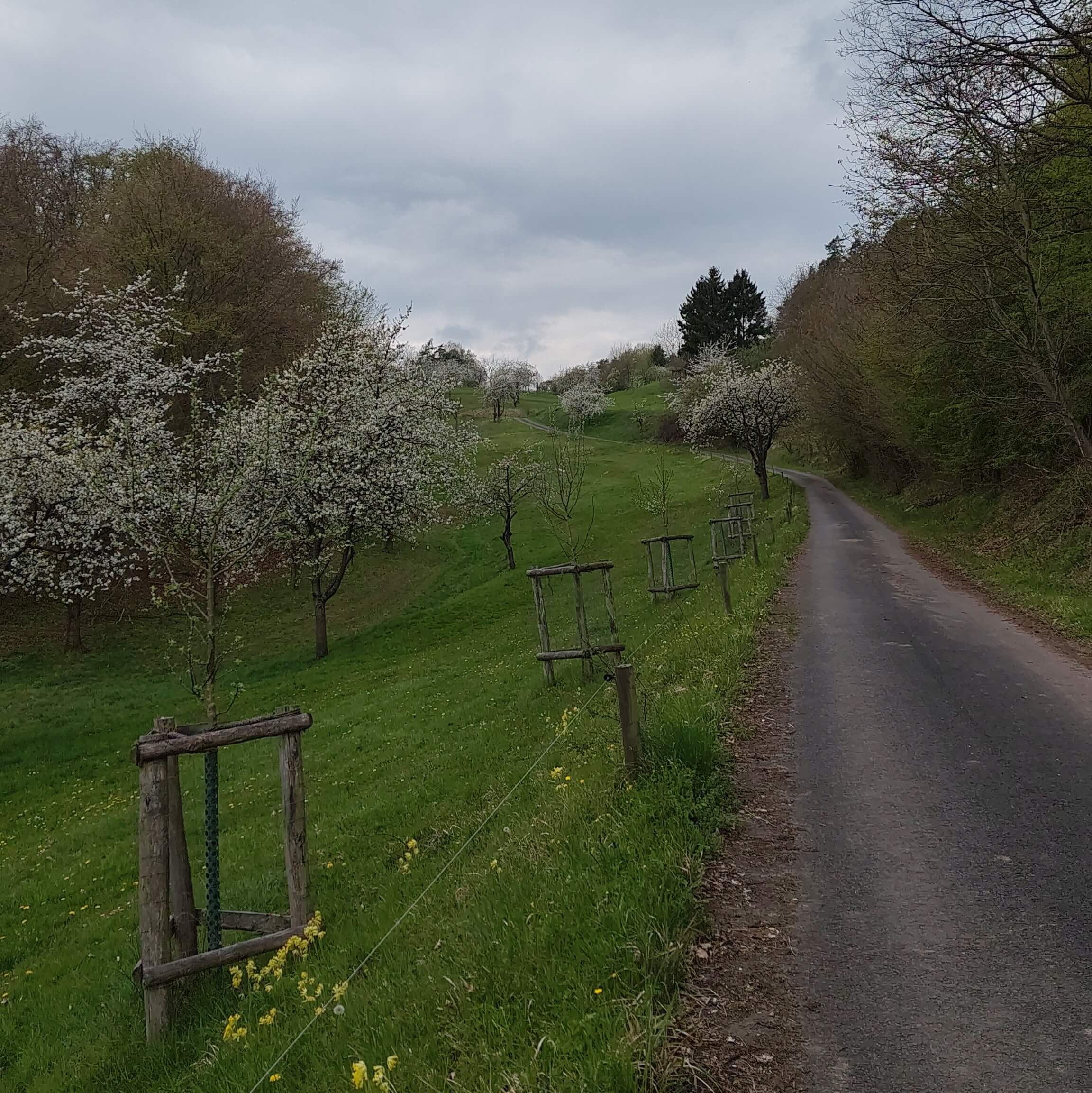 Asphaltweg an einer Wiese durch ein Tal den Berg hinauf mit Bäumen und blühenden Kirschbäumen.