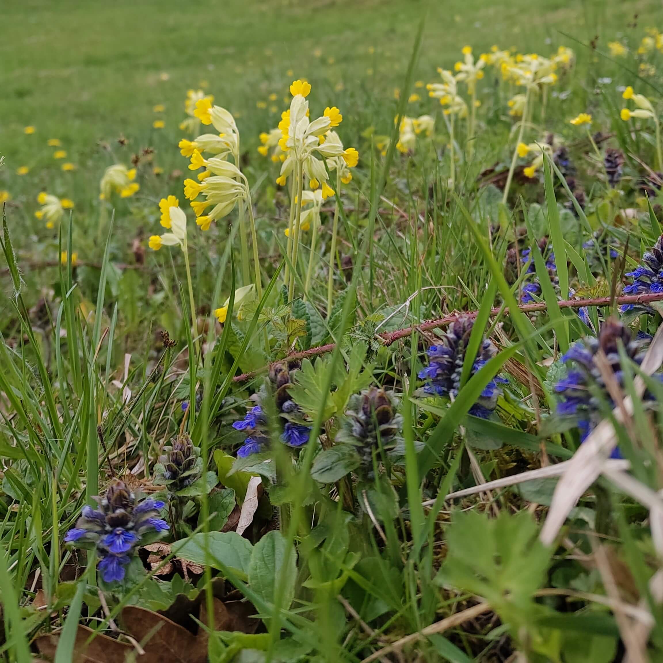 Schlüsselblumen und Kriechender Günsel auf einer Wiese.