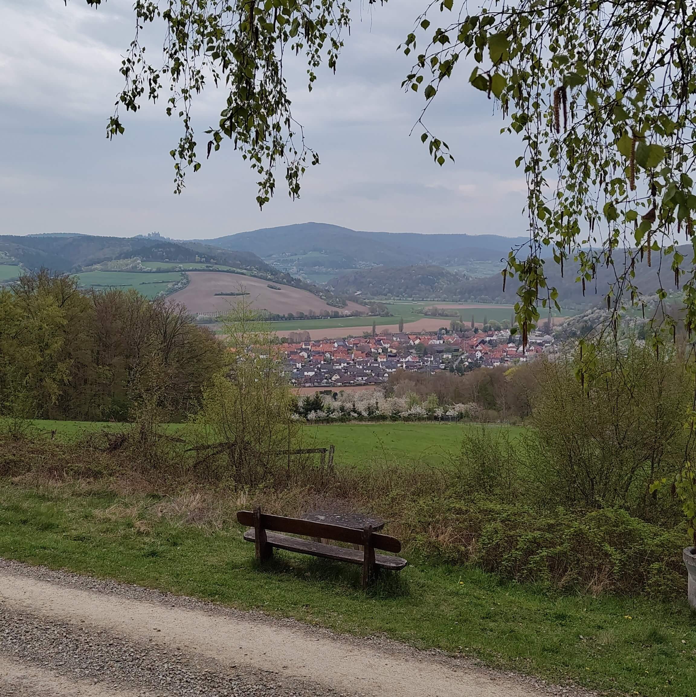 Aussicht unter einer Birke auf Wendershausen und die Burgen Hanstein und Ludwigstein.