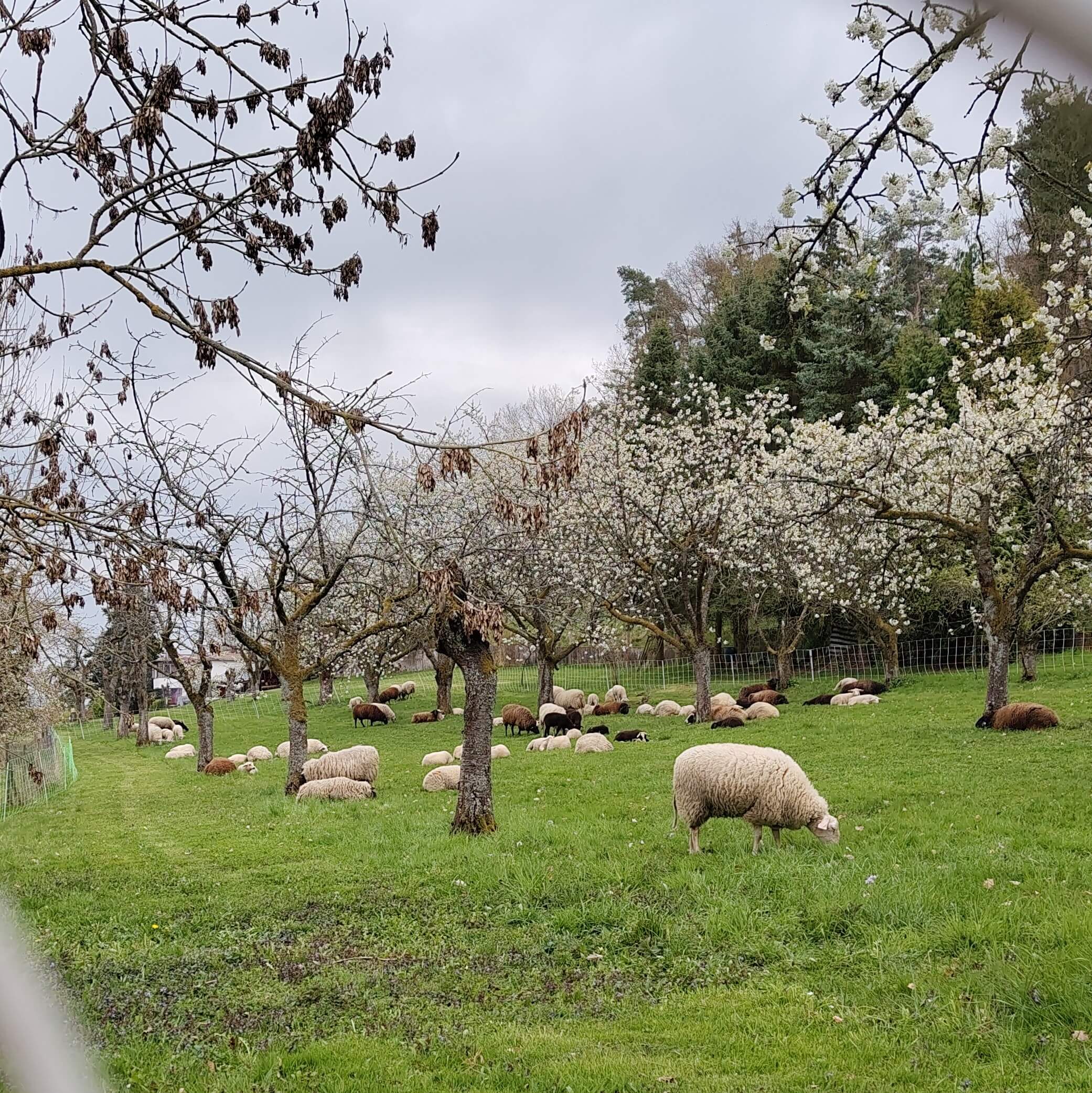 Schafherde unter blühenden Kirschbäumen.