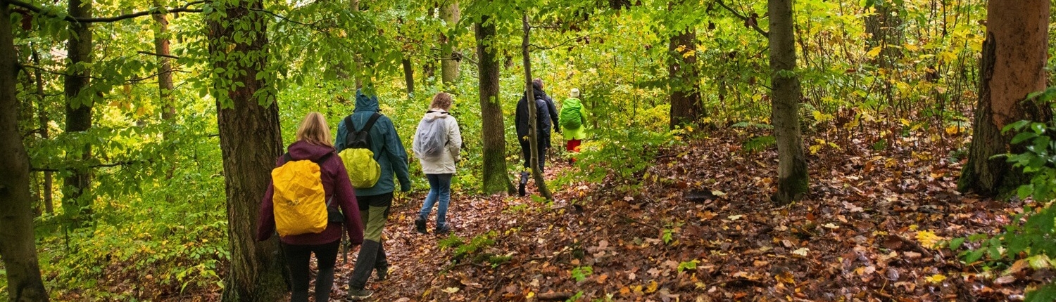 Wandergruppe in einem Buchenwald.