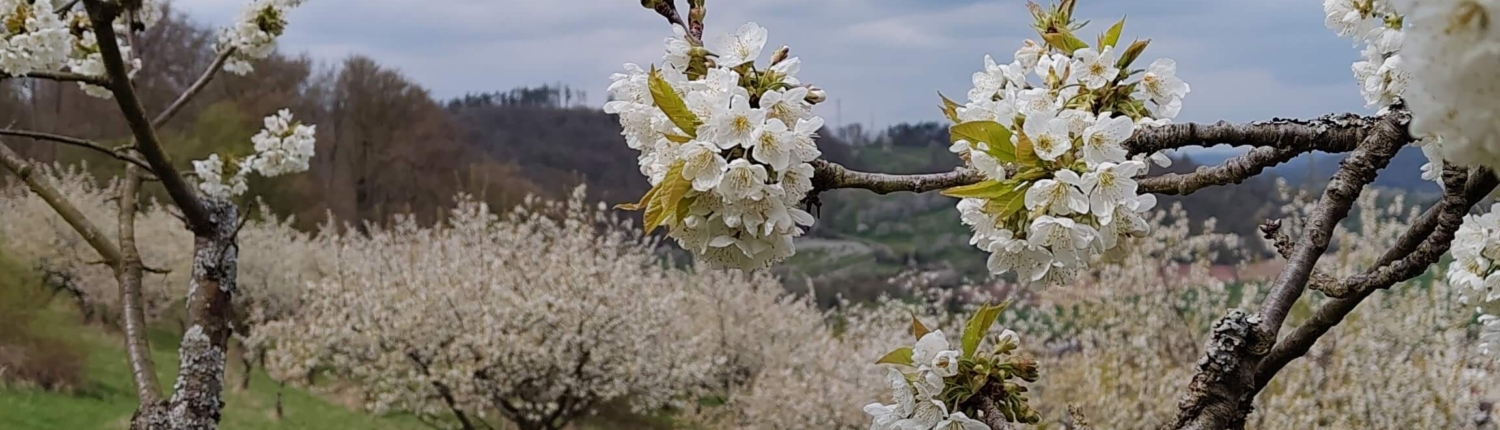 Kirschblütenzweig vor Kirschbäumen