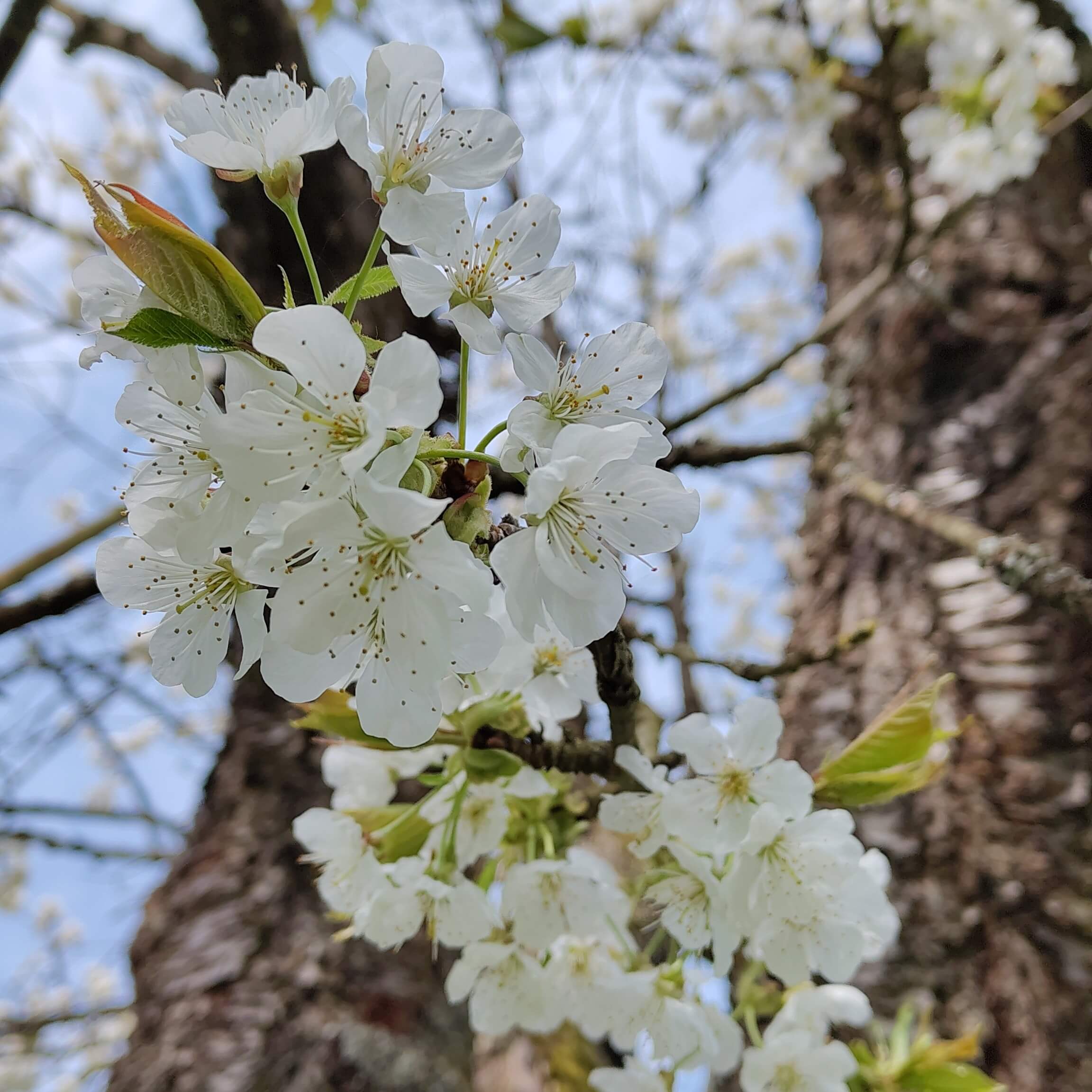 Weiße Kirschblüten vor dunklem Baumstamm.