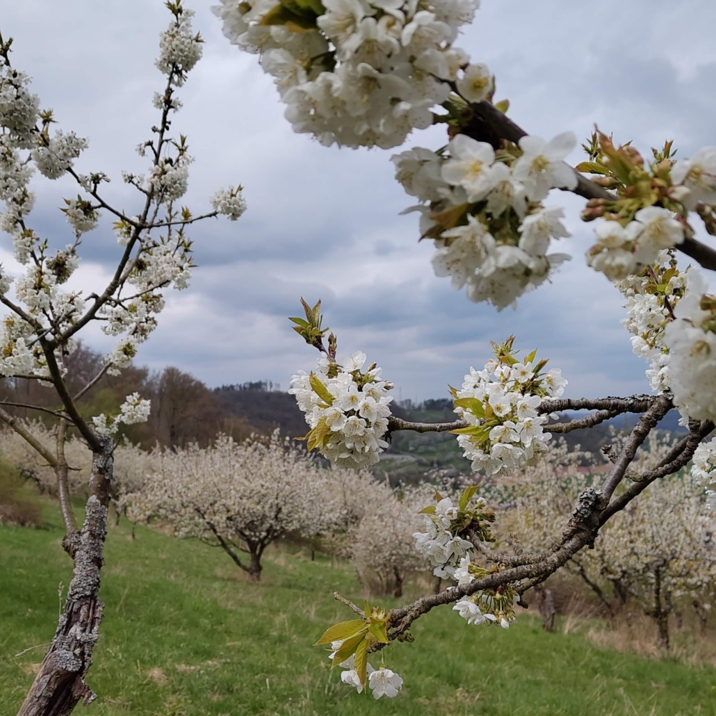 Kirschblütenzweig vor Kirschbäumen