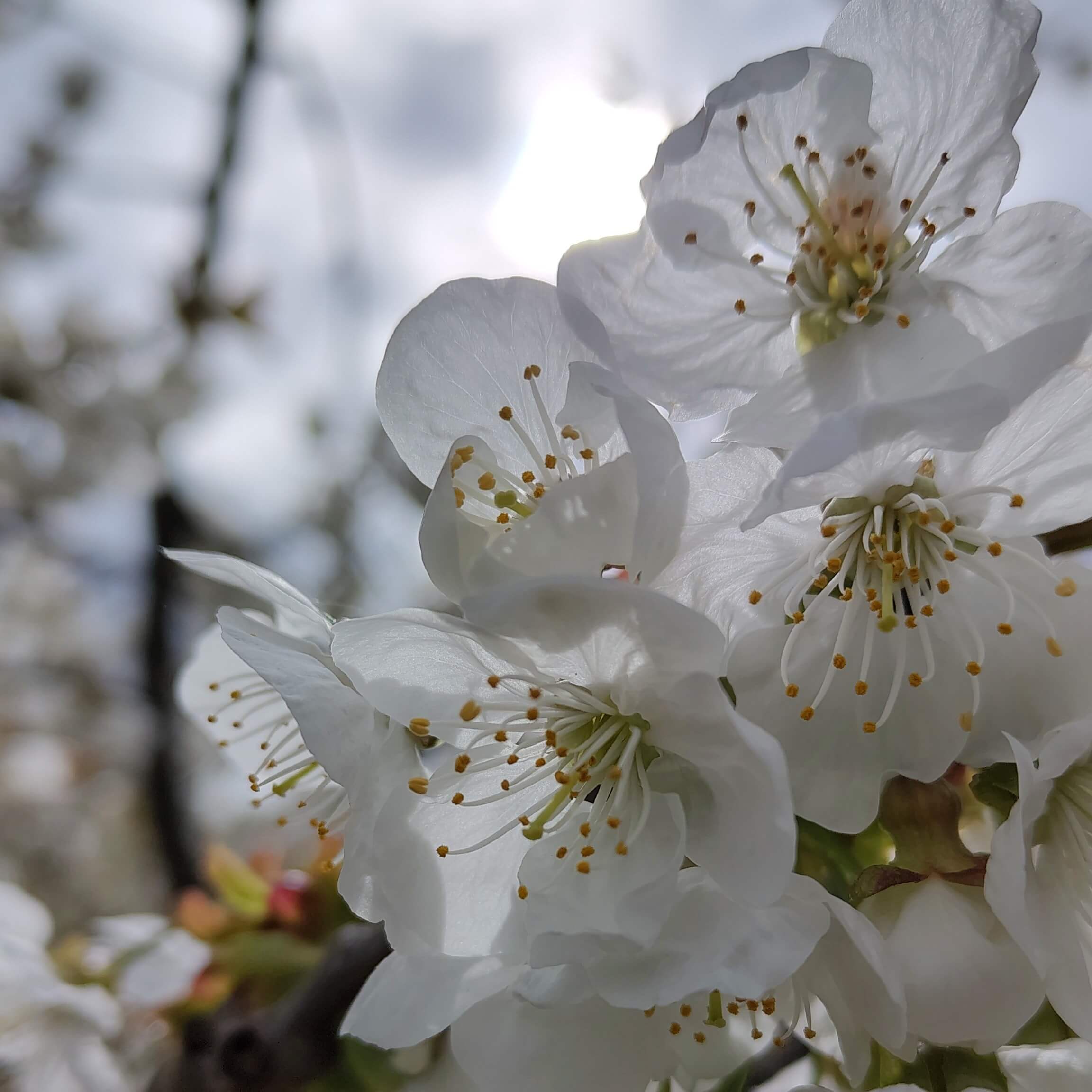 Sonnenlicht durch die Kirschblüten